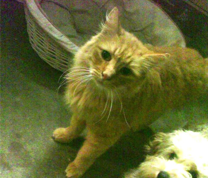 “每秒激燃：点燃每一场比赛的极致激情”