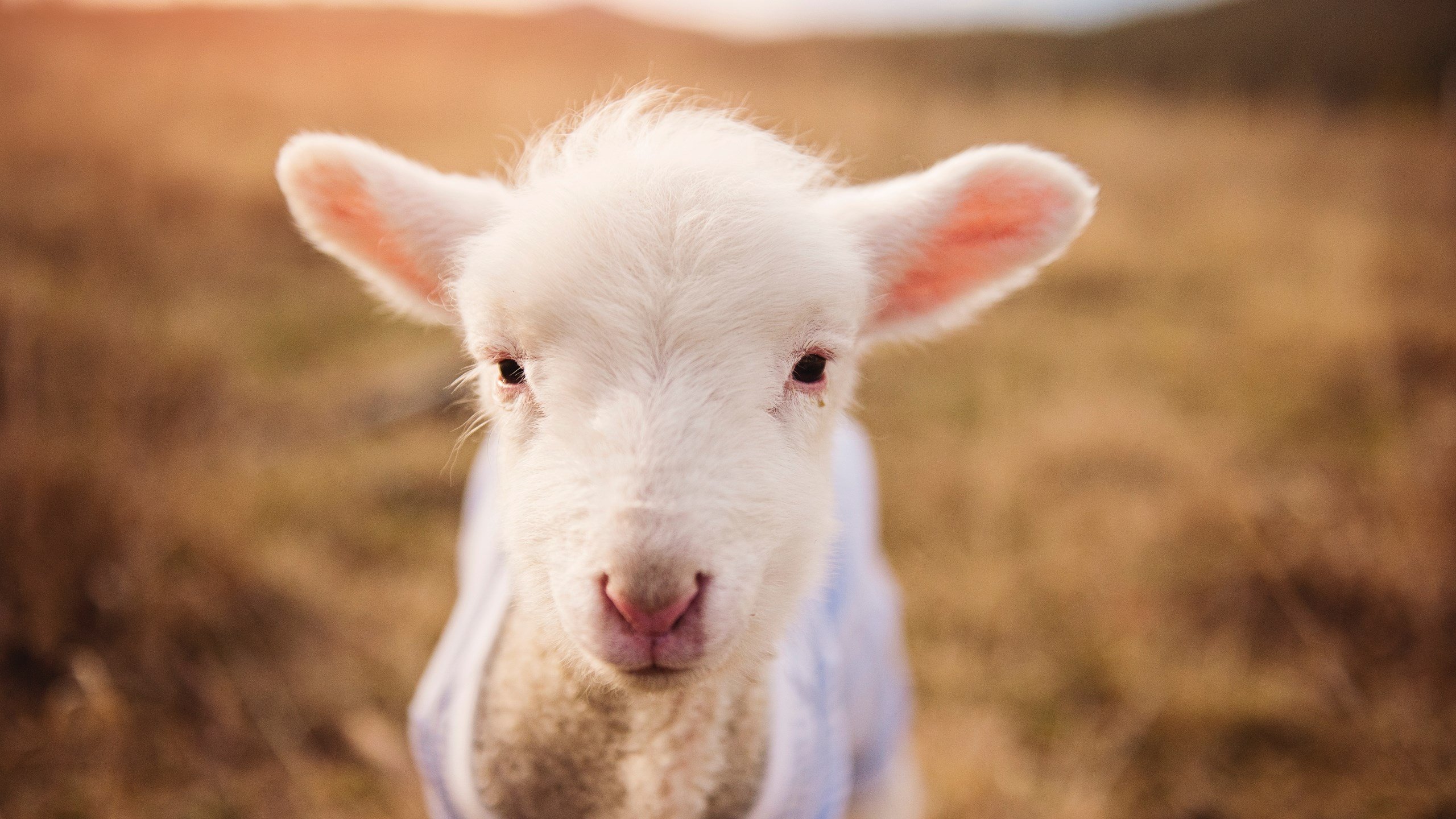 数字足球:大数据与人工智能在战术中的应用,大数据ai足球