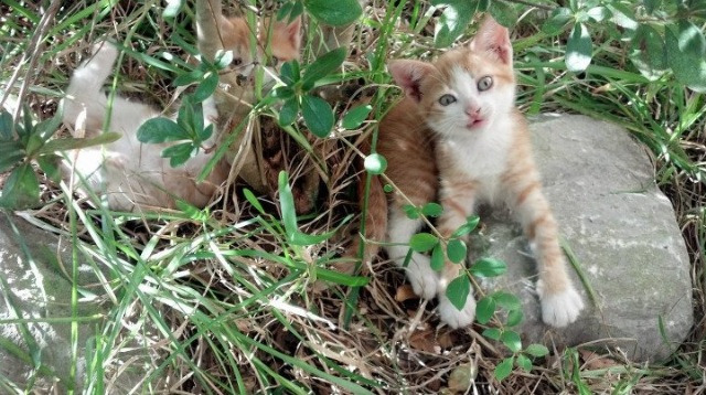 梦之队回顾：历史上最伟大的国家队巡礼，历史最强梦之队