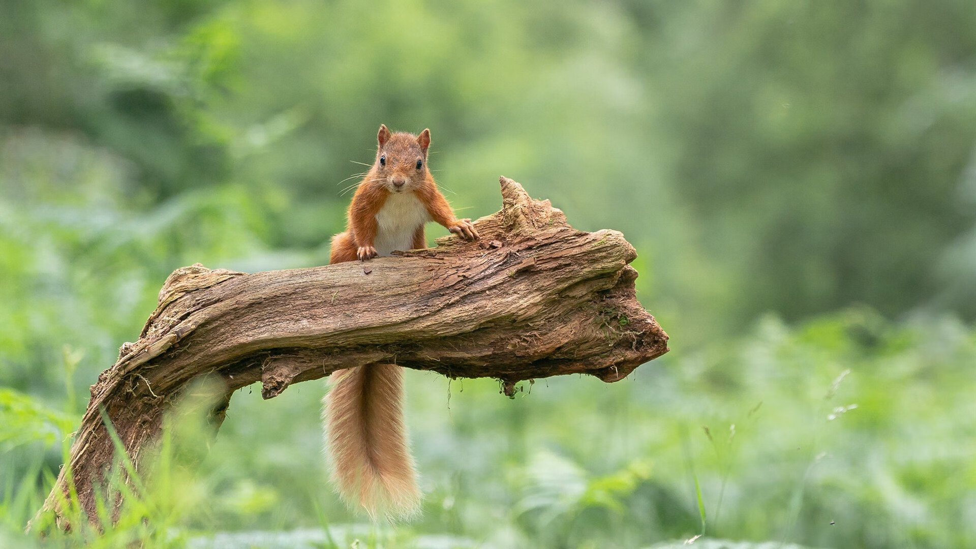 棒球公开赛,热血的棒球精神再现,棒球比赛视频中文解说