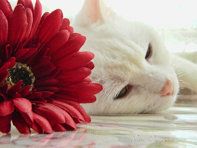 电竞职业联赛改革，提升赛事公平性与观赏性，电竞职业联赛的游戏有哪些