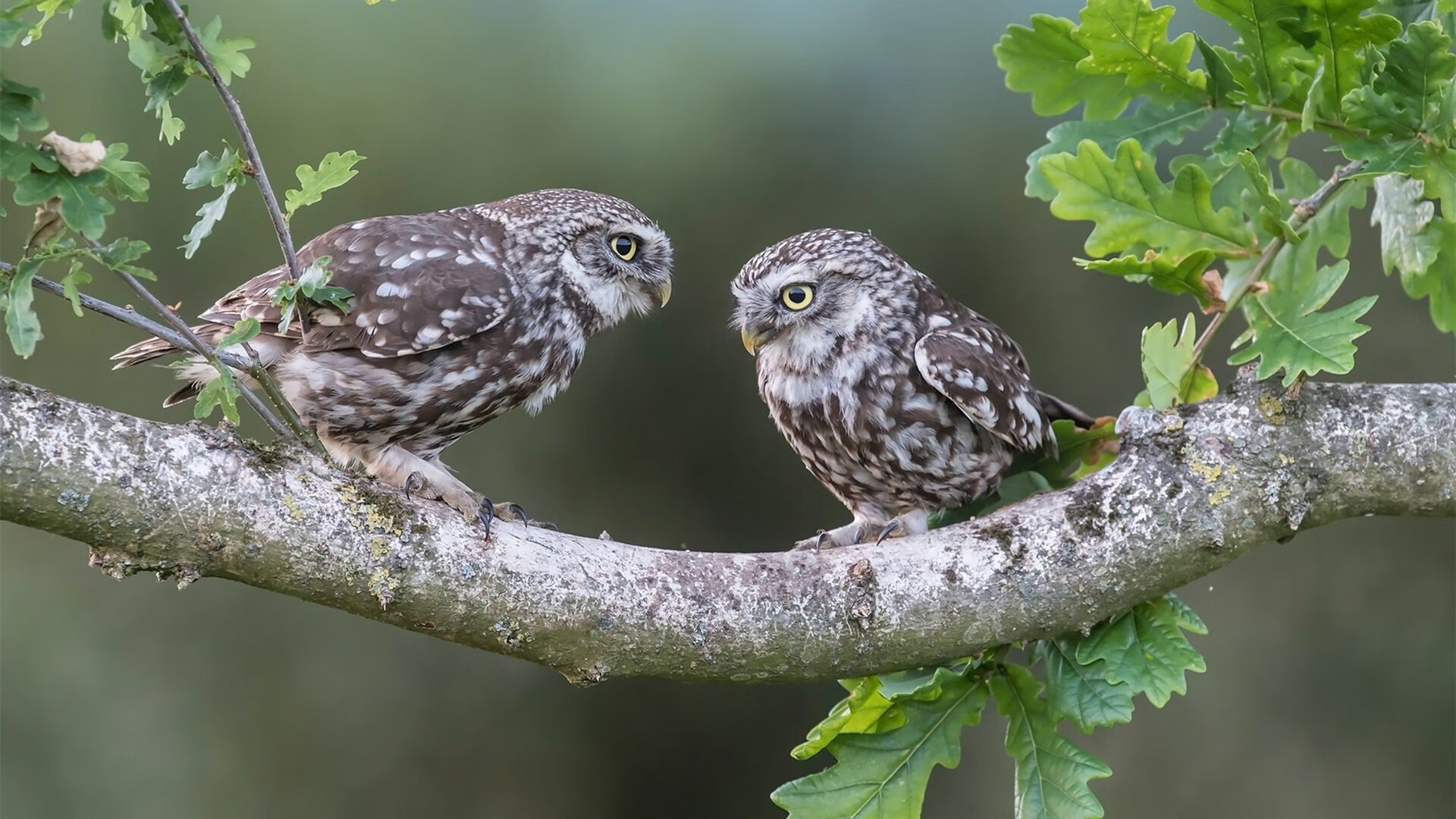 电竞职业联赛调整比赛规则，赛事更公平公正，电竞职业竞赛