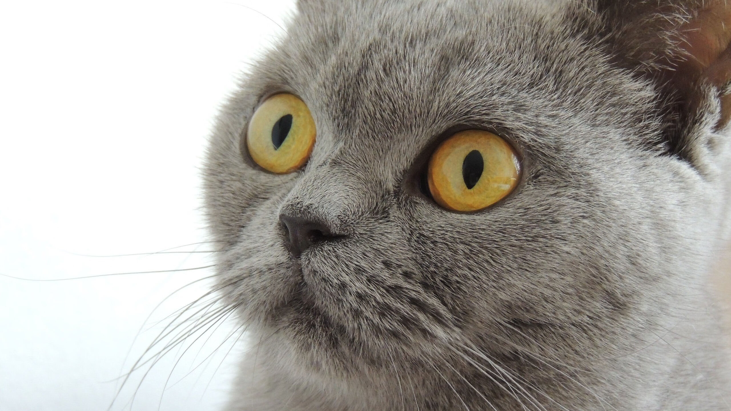 细节决定成败:战术中不容忽视的小细节,细节决定成败的解释