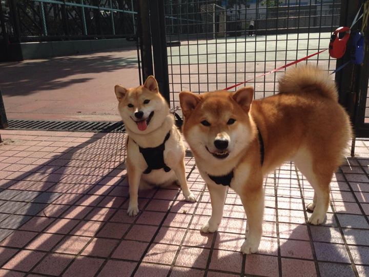 黄蜂球迷参与“设计主场助威动作”比赛,黄蜂球队