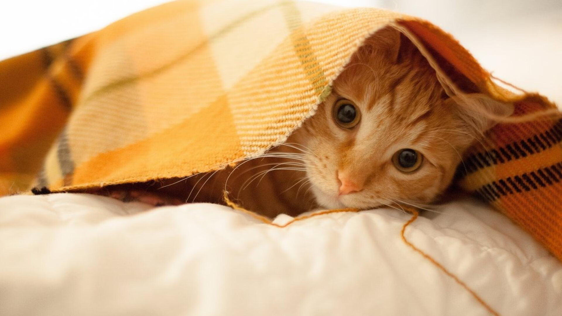 IG战队强化赛季训练计划执行监督，ig训练赛名单公布