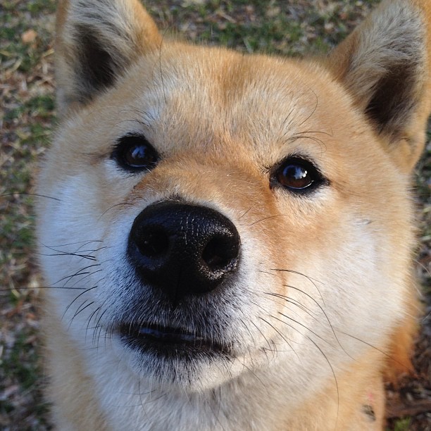 勇士队外线得分火热，连胜势头不减，勇士队内训练赛直播