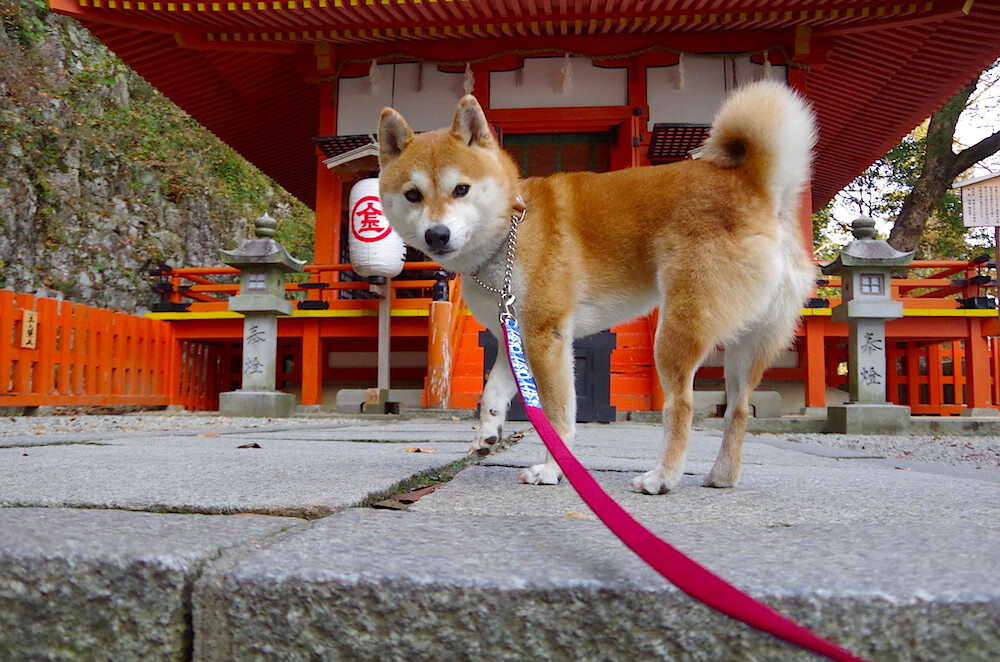 勇士队外线得分火热，连胜势头不减，勇士队内训练赛直播