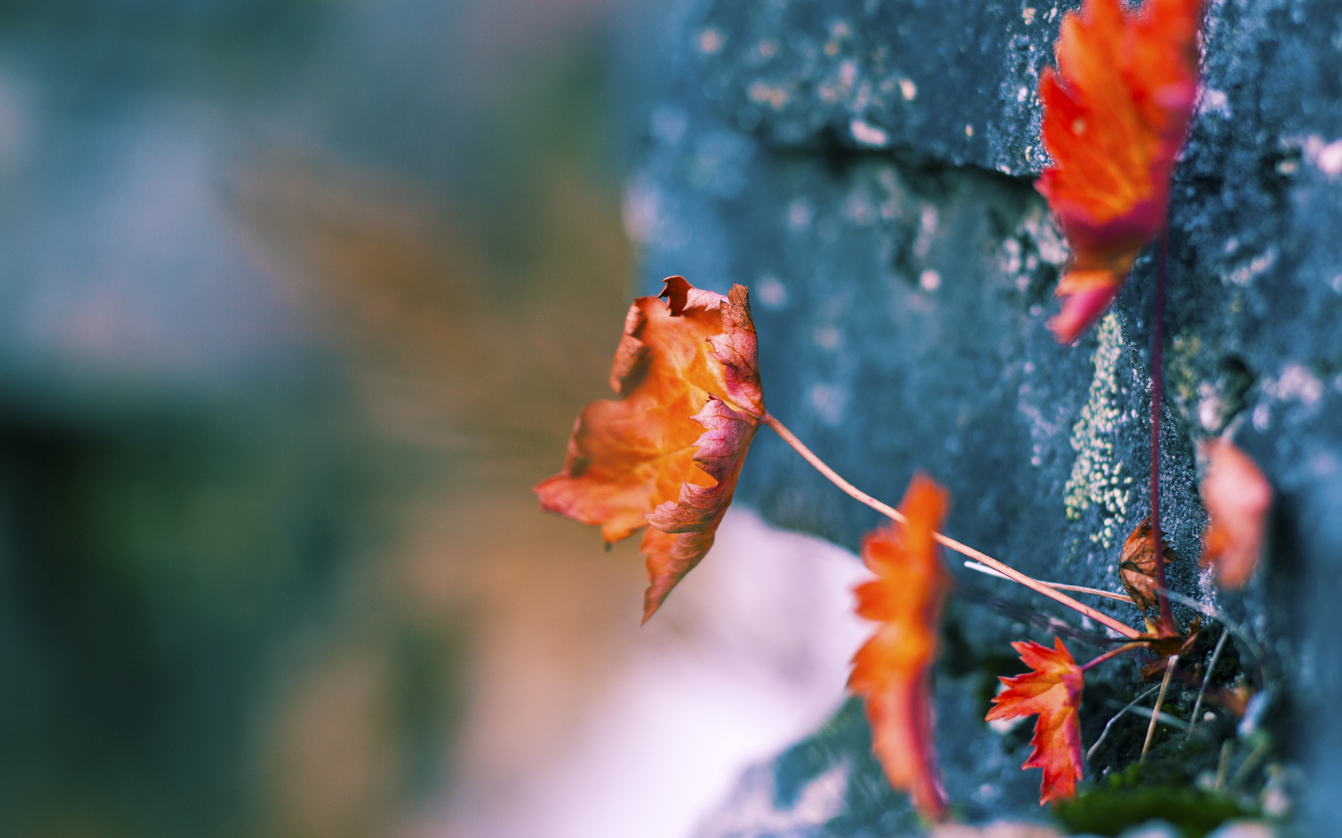 勇士队外线得分火热，连胜势头不减，勇士队集锦