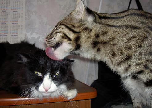 国家篮球裁判员培训课程，国家篮球裁判怎么考