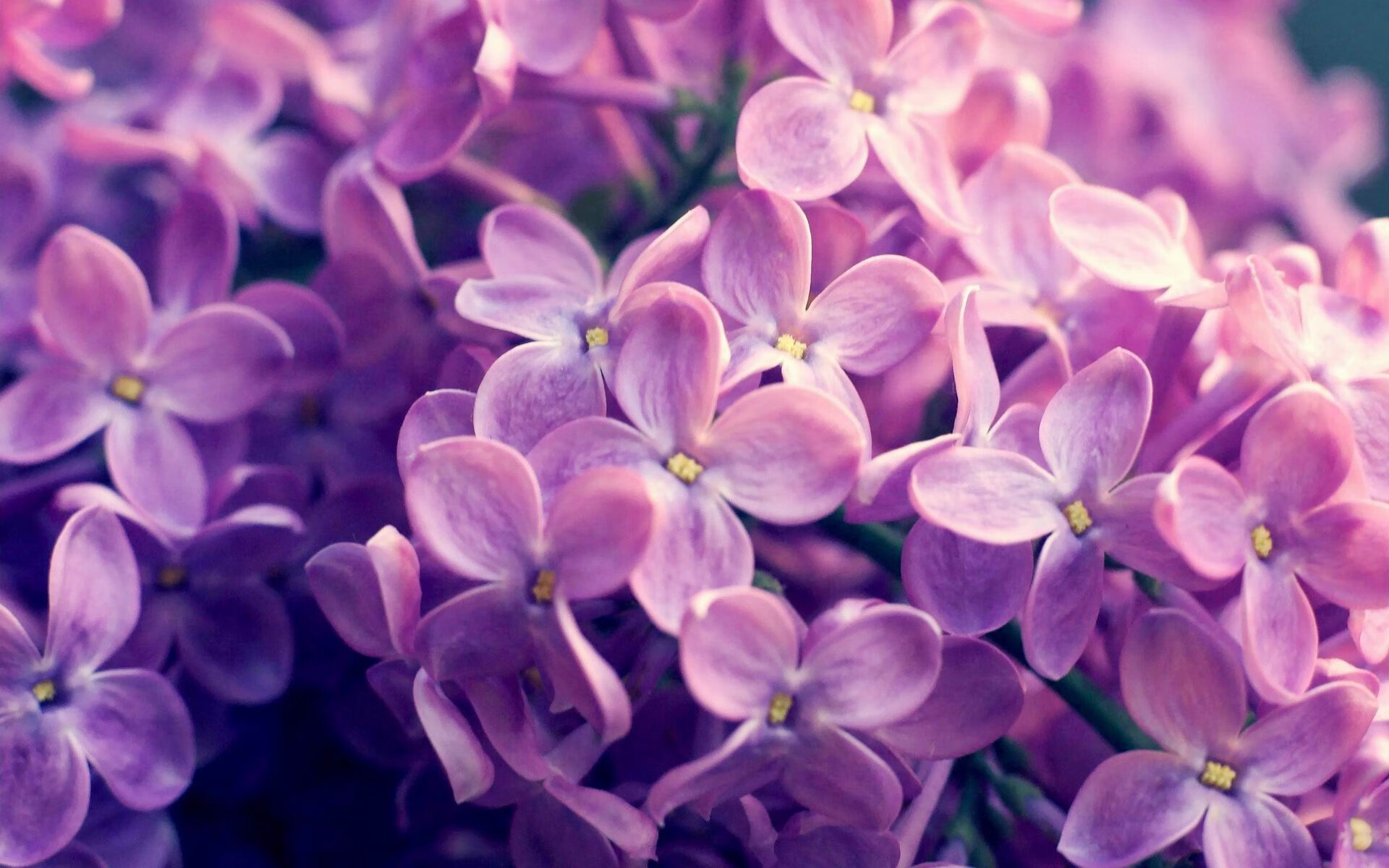 多特蒙德主场力克巴黎，成功击败对手！，欧冠多特蒙德对巴黎