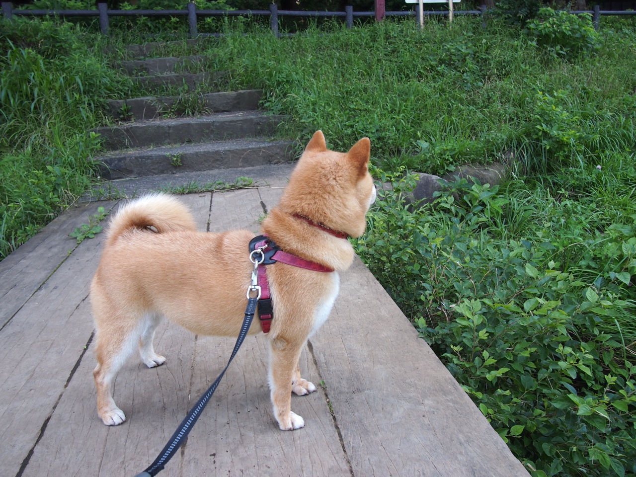 法兰克福豪取胜利,继续领先积分榜,法兰克福sge