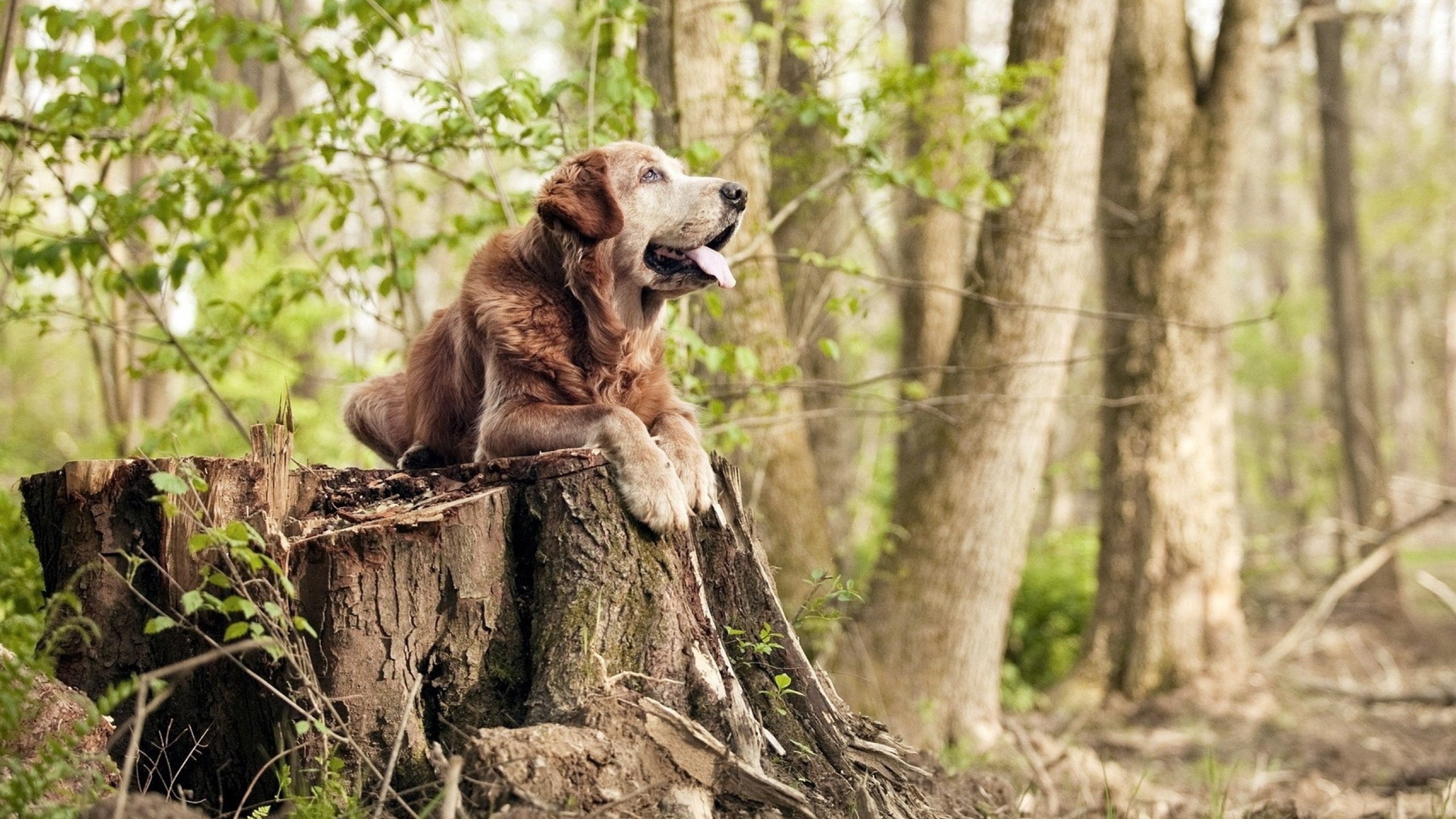 雷恩客场大胜梅斯,提前锁定胜局,雷恩对梅斯