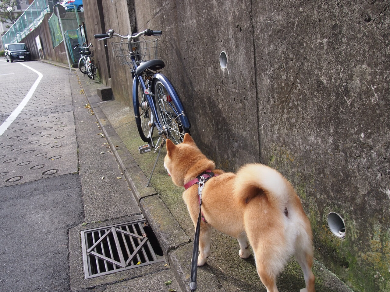 全国高山滑雪公开赛新王加冕,高山滑雪第四届