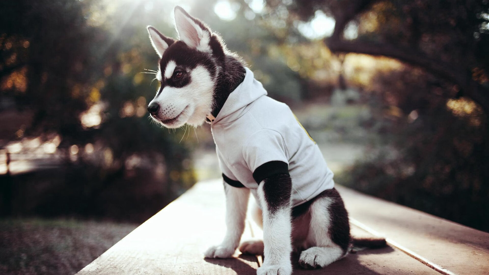 体育社会组织能力建设大会成功举办，体育社会组织发展历程