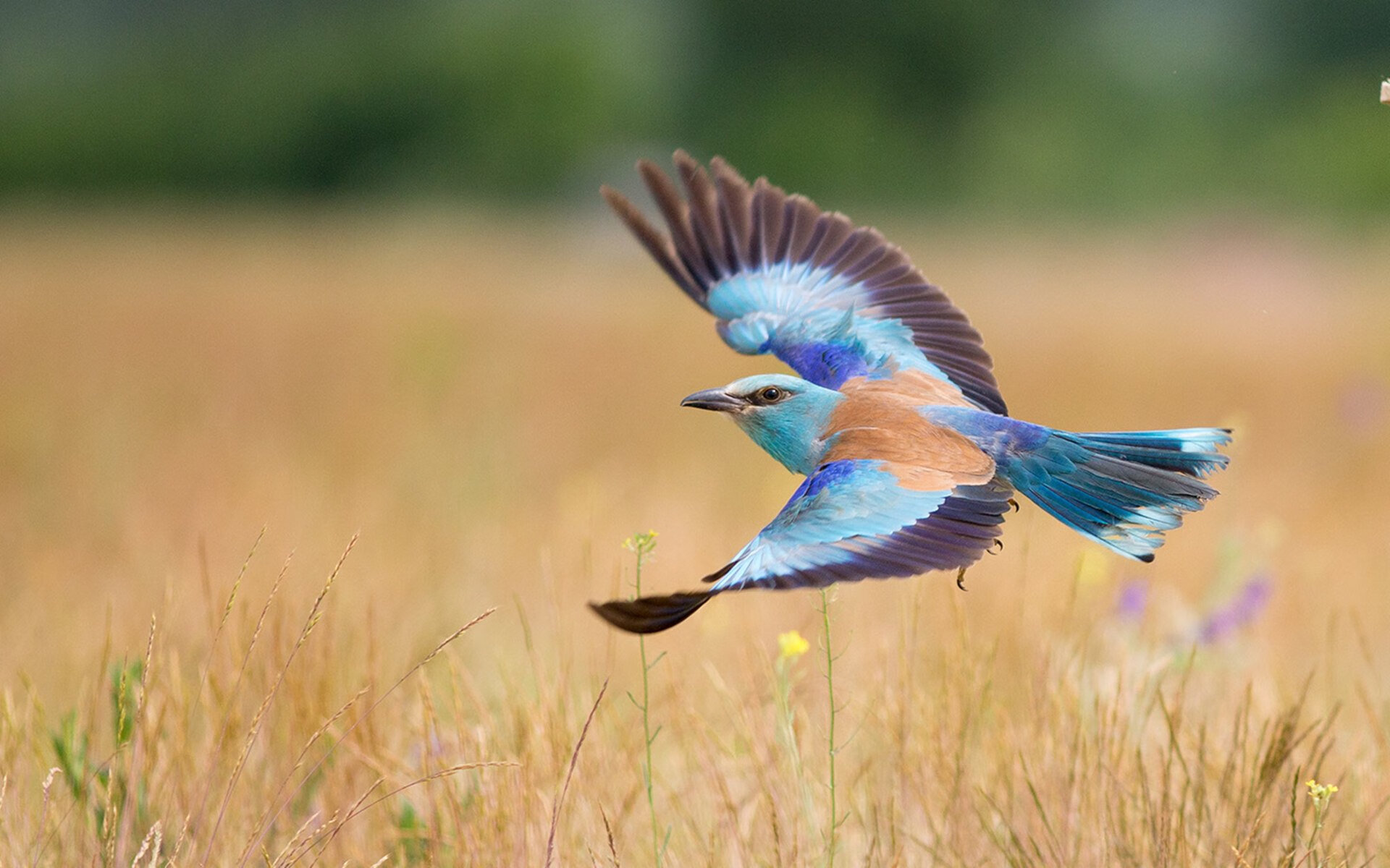 西甲奇迹逆转：经典瞬间流传千古！，西甲巅峰时期